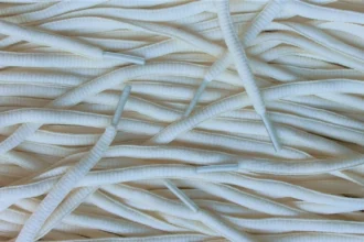Ovale veters Milky White Melkwit Cream